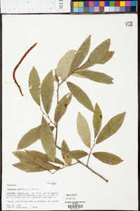 Castanea pumila var. pumila image