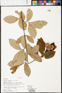 Castanea pumila var. pumila image