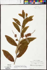 Castanea pumila var. pumila image