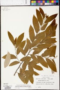 Castanea pumila var. pumila image