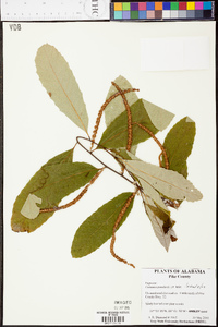 Castanea pumila var. pumila image