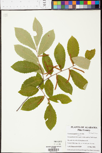 Castanea pumila var. pumila image