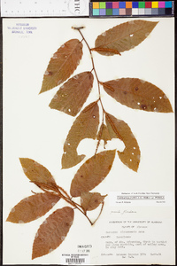 Castanea pumila var. pumila image