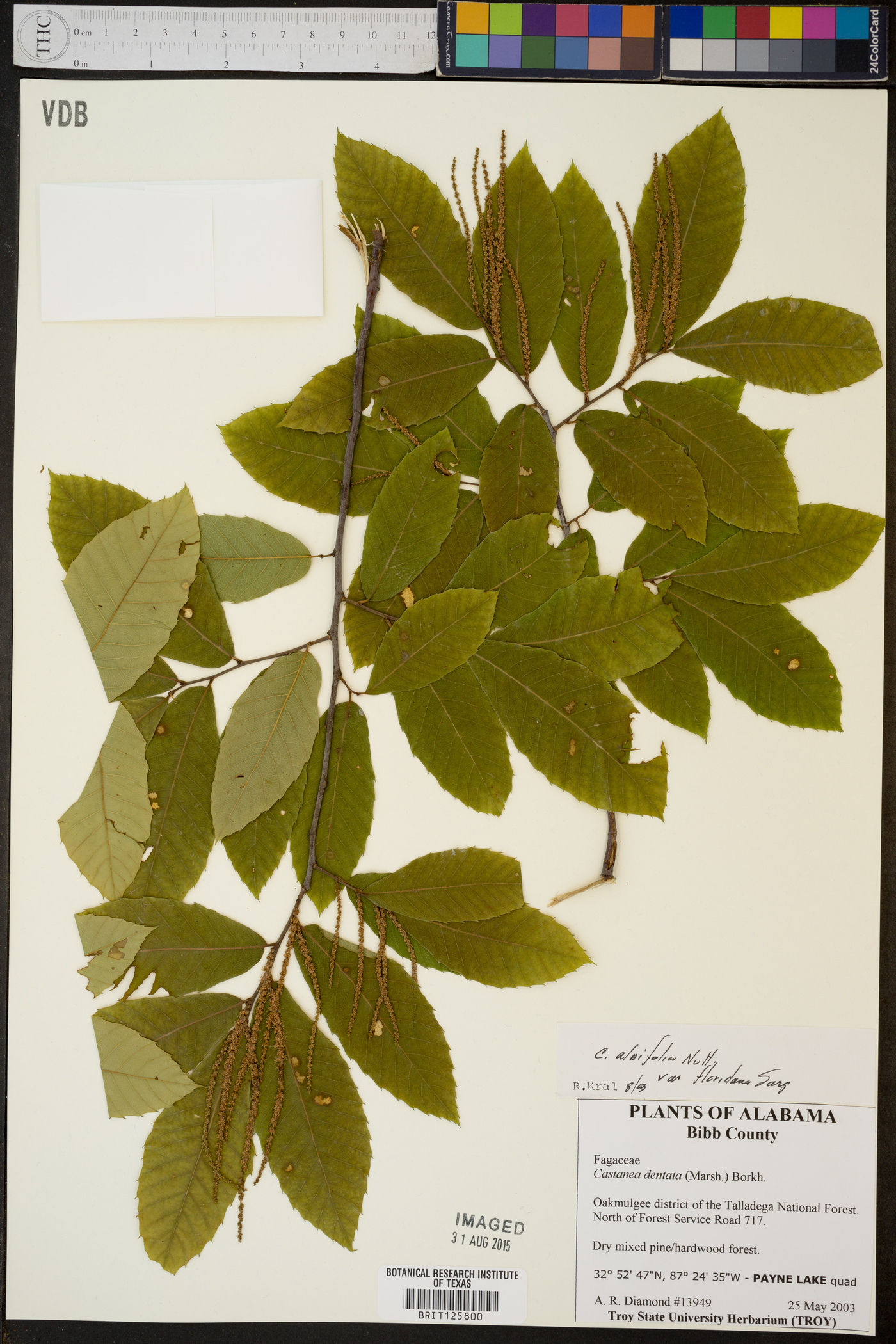 Castanea alnifolia image