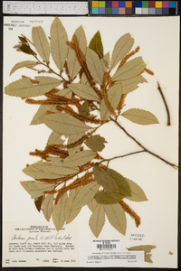 Castanea pumila var. pumila image