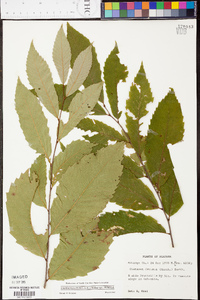 Castanea dentata image