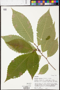 Castanea dentata image