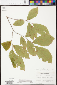 Castanea dentata image