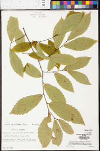 Castanea dentata image