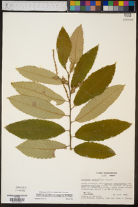 Castanea pumila var. pumila image