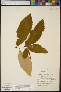 Castanea pumila var. pumila image