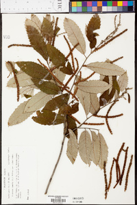 Castanea pumila var. pumila image