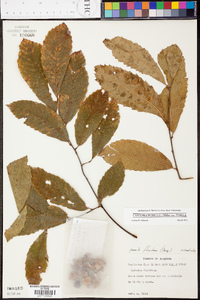 Castanea pumila var. pumila image