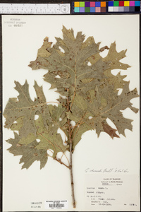 Quercus shumardii image