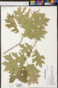 Quercus shumardii image