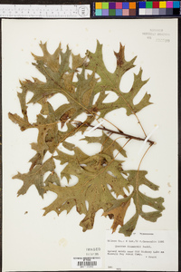 Quercus shumardii image