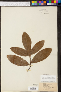 Quercus imbricaria image