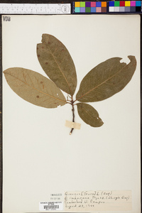 Quercus imbricaria image