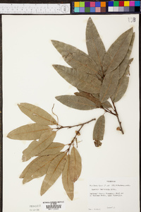 Quercus imbricaria image