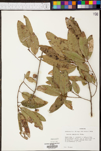 Quercus imbricaria image