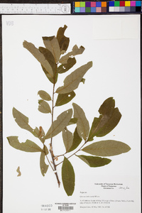 Quercus imbricaria image