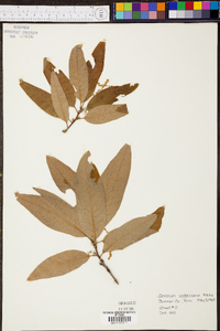 Quercus imbricaria image