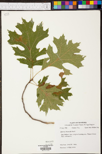 Quercus shumardii image