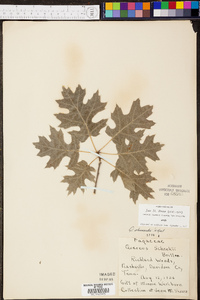 Quercus shumardii image