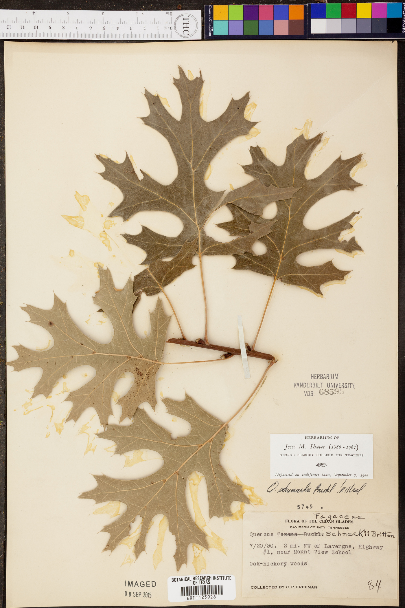 Quercus drummondii image