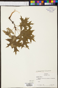 Quercus shumardii image