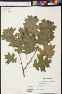 Quercus shumardii image