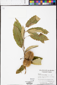 Castanea mollissima image