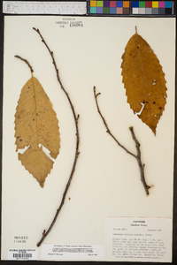 Castanea dentata image