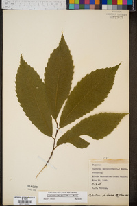 Castanea dentata image