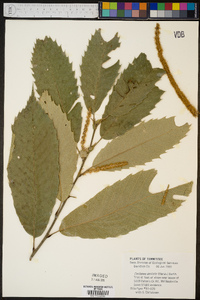 Castanea dentata image