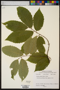 Castanea dentata image