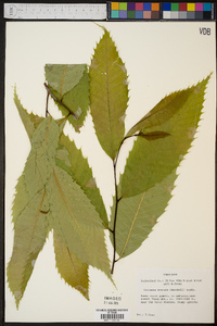 Castanea dentata image