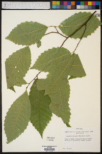 Castanea dentata image