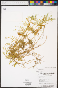 Image of Vicia nigra