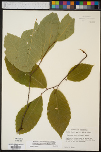 Castanea dentata image