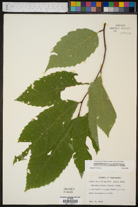 Castanea dentata image