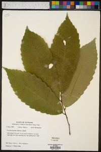 Castanea dentata image