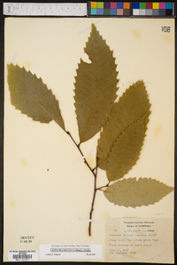 Castanea dentata image