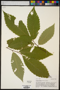 Castanea dentata image