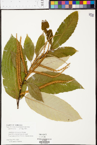 Castanea mollissima image