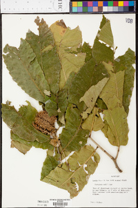 Castanea mollissima image