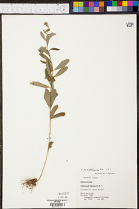 Hypericum perforatum image