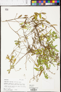Tephrosia florida image