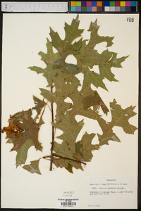 Quercus palustris image