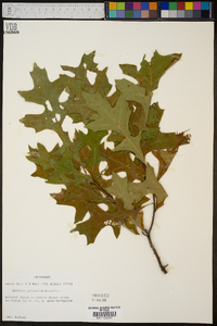 Quercus palustris image